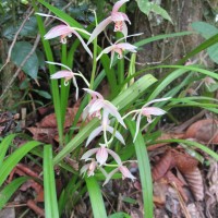 Cymbidium haematodes Lindl.